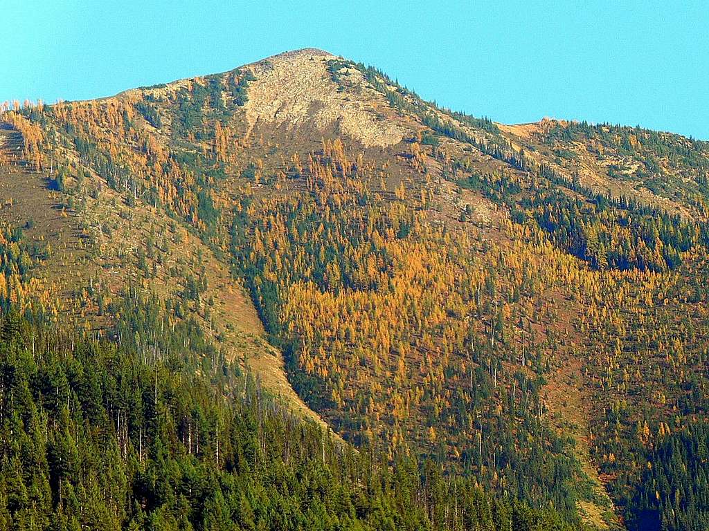 Golden Larches on the Way