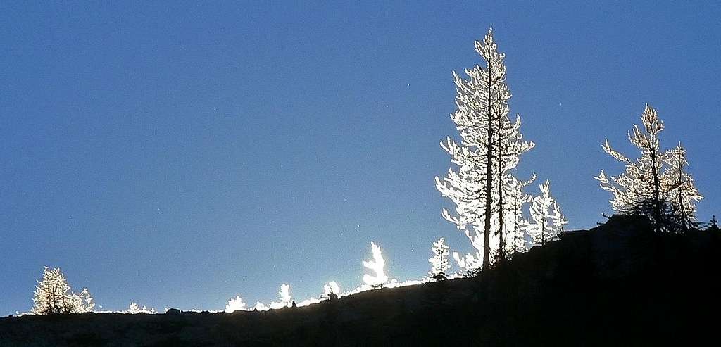 Shining Trees
