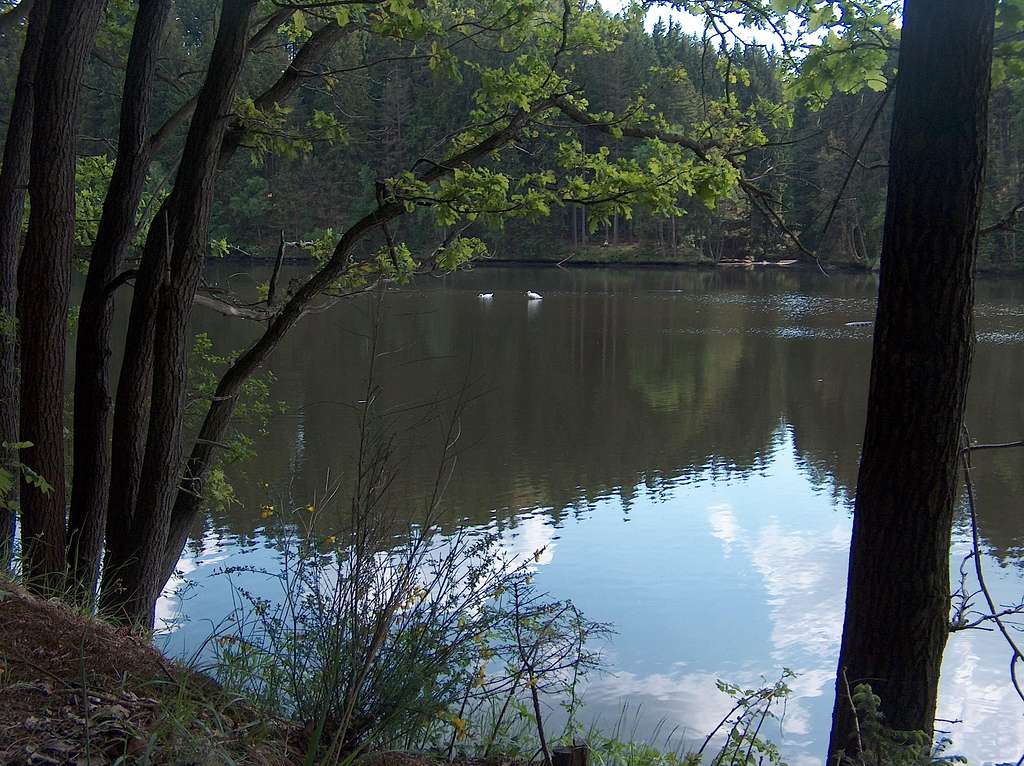 Swans near Barcinek