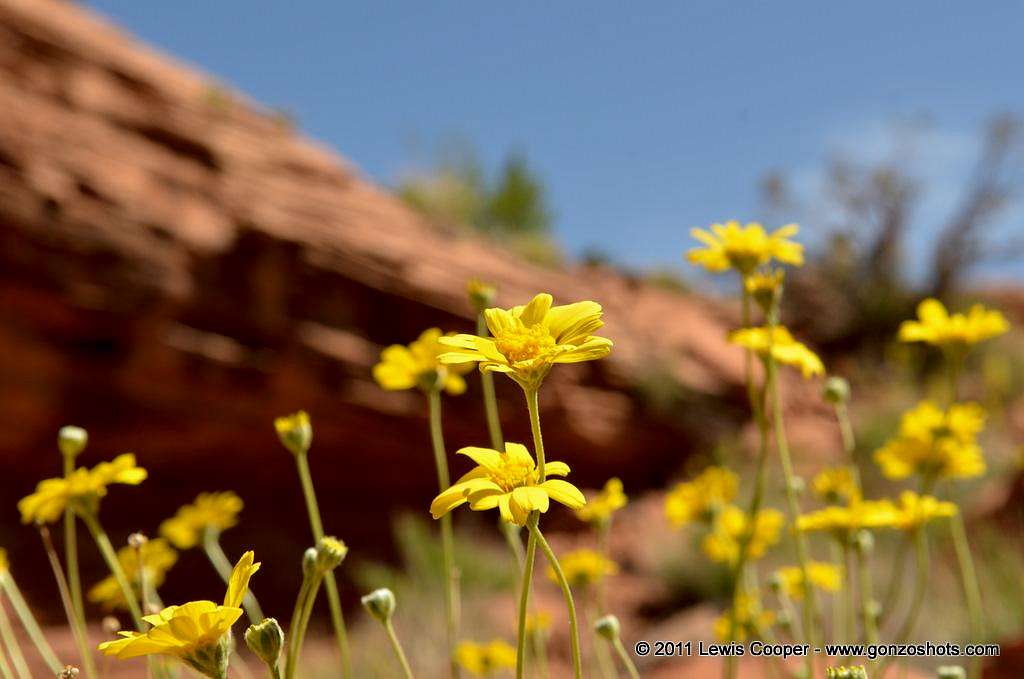 Flowers at Corona Arch