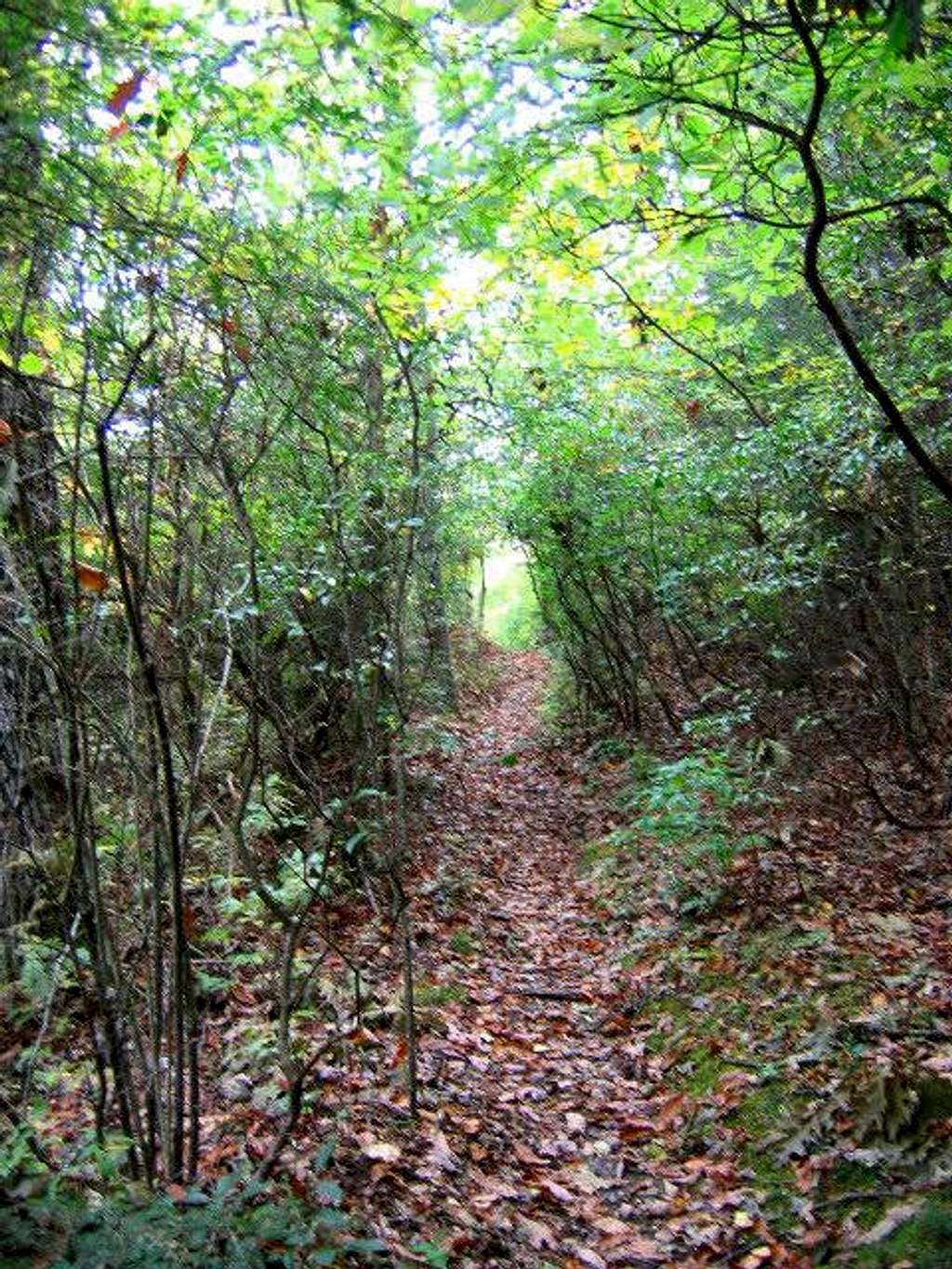 The trail to the summit.
