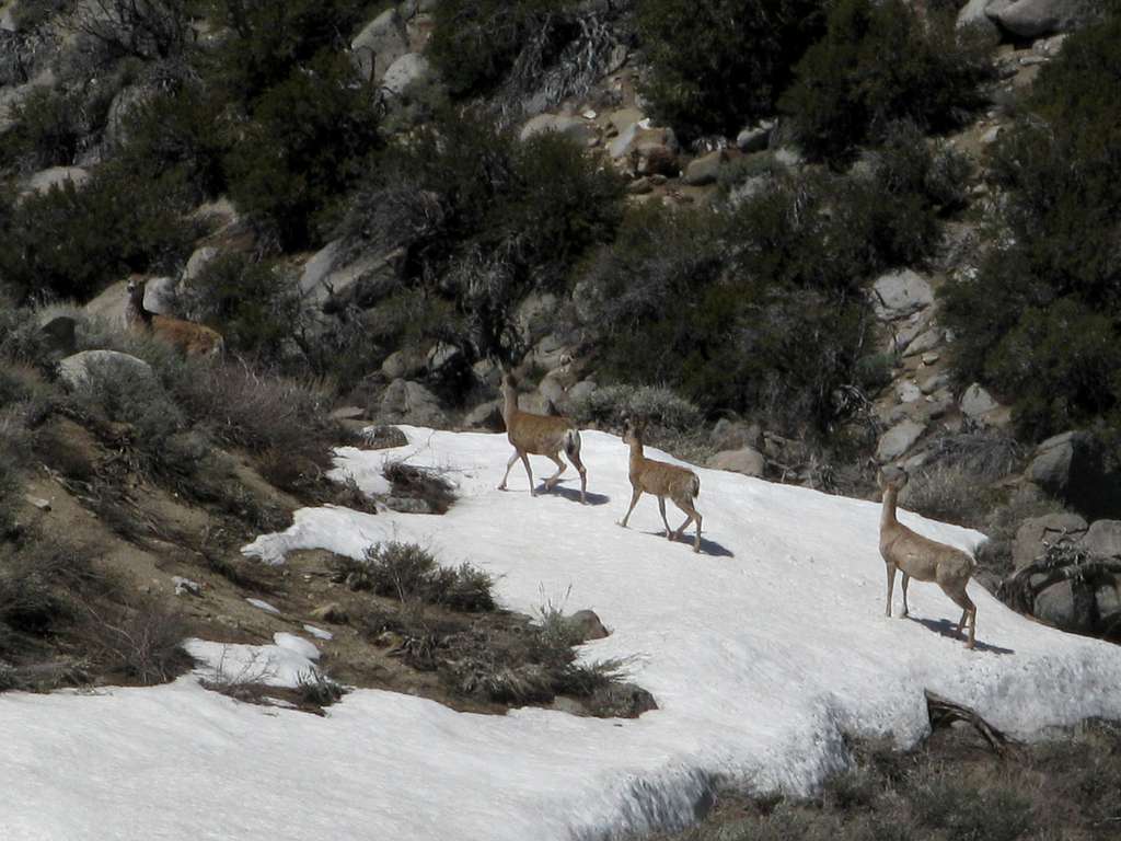 Deer in the Coyote Mountains