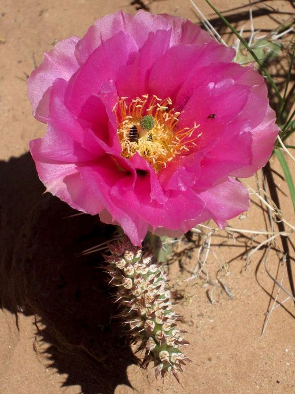 Cactus Flower and its Visitors