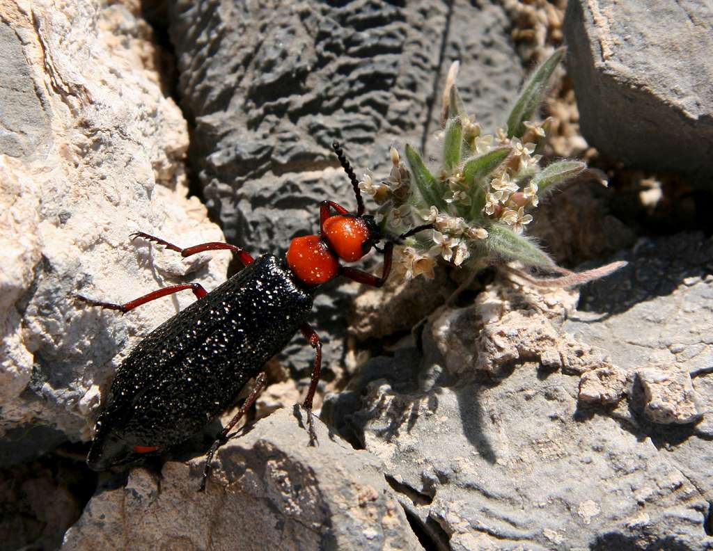 Desert Blister Beetle