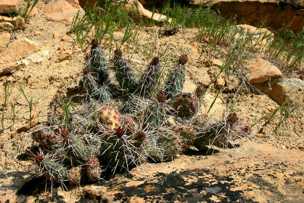 Cactus and Biological Soil Crust