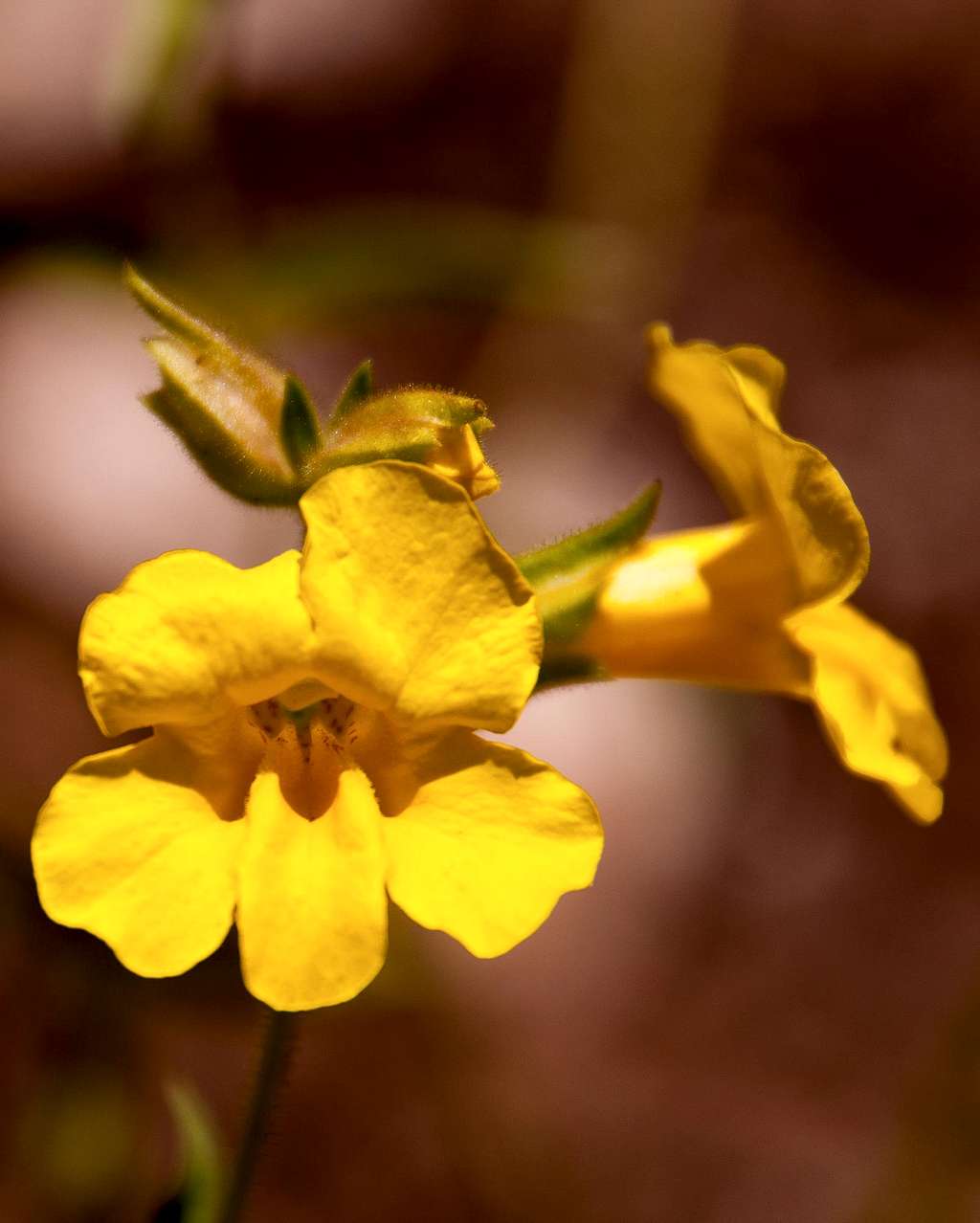 Wide-throated Yellow Monkeyflower (<i>Mimulus brevipes</i>)