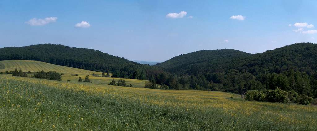 Yellow panorama near the Książ natural reserve