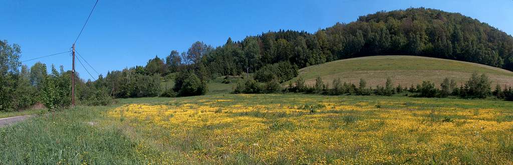 Yellow panorama near the Książ natural reserve