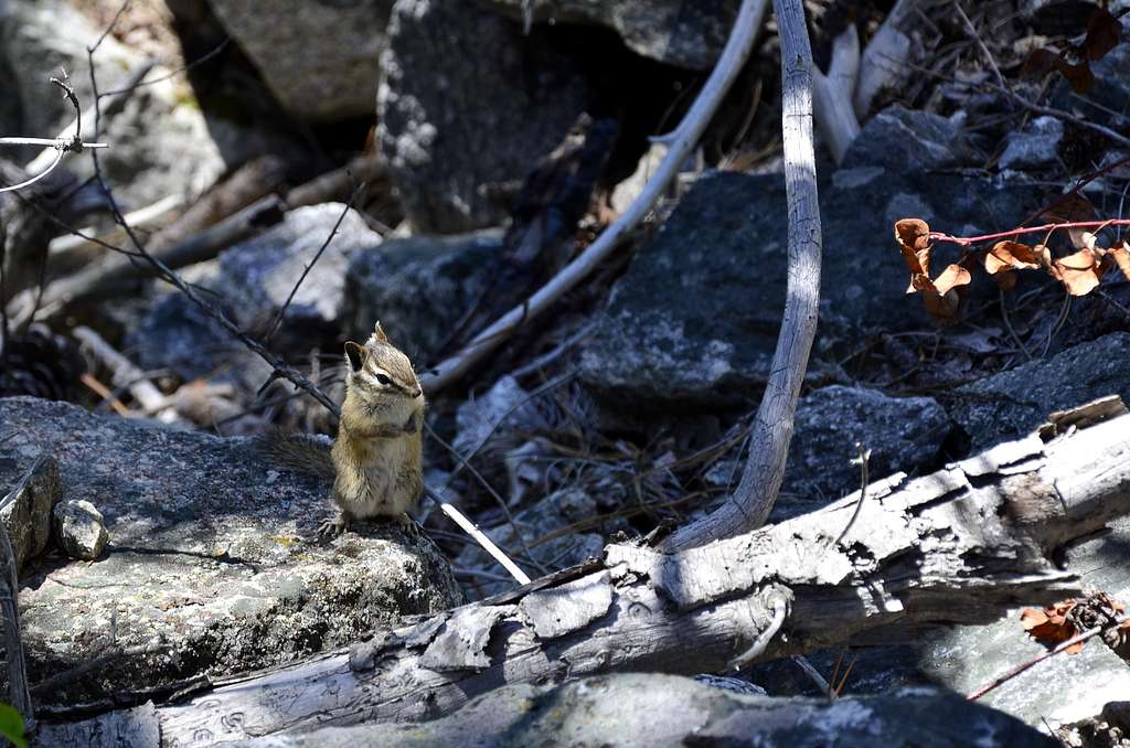 Trailside Beggar