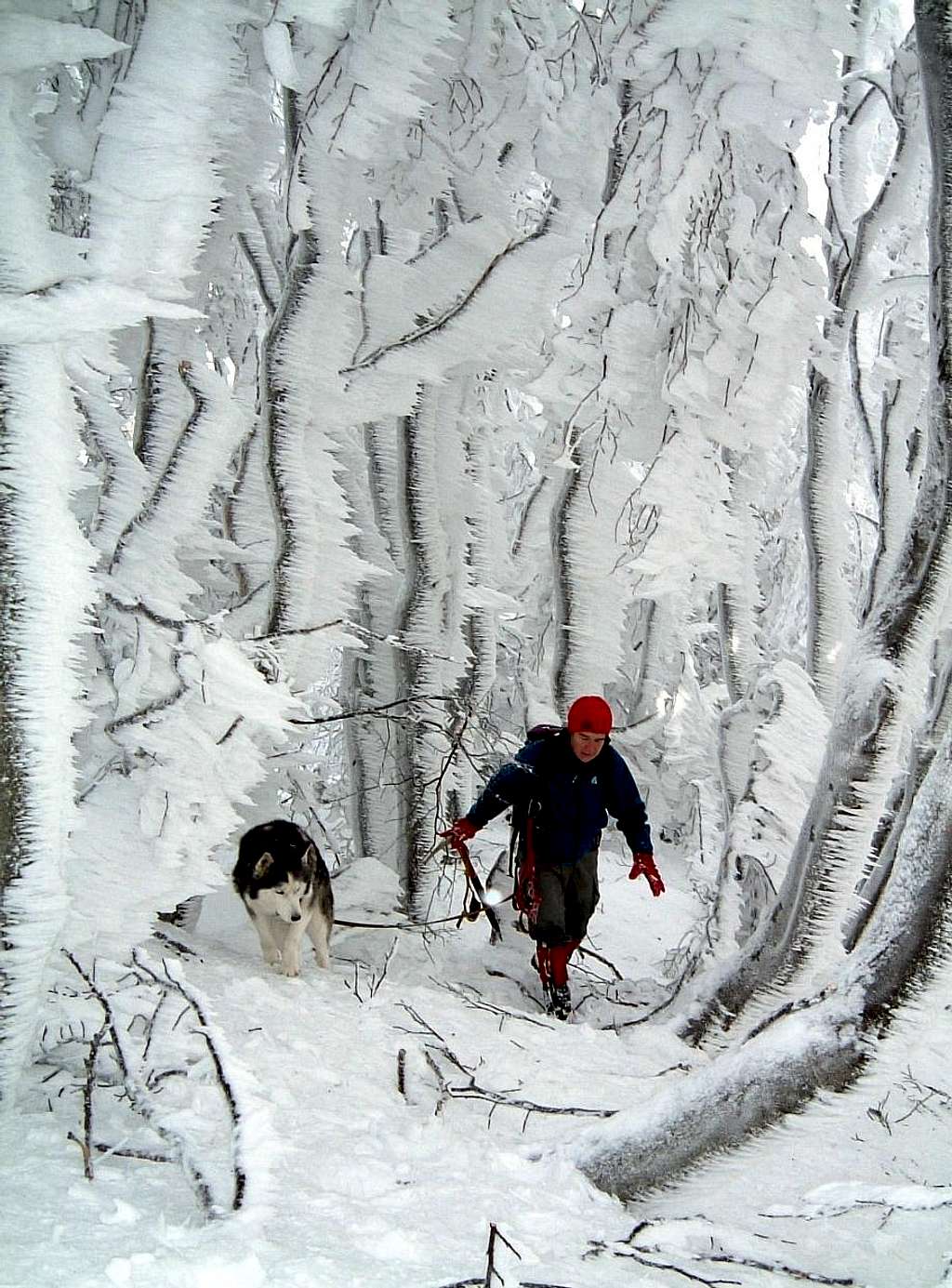 The enchanted wood, Pumacioletto