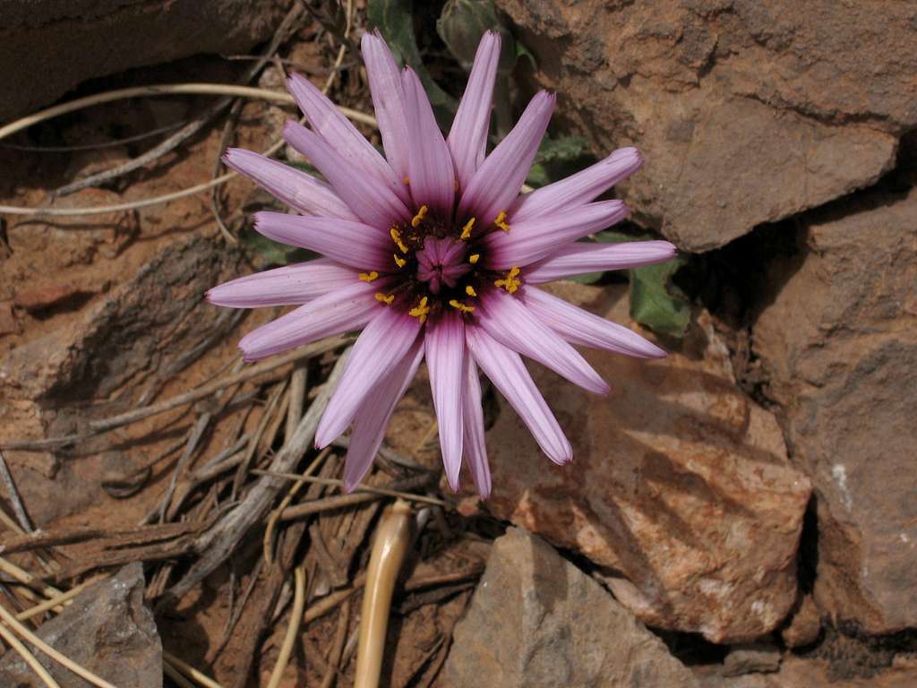 Flower in a stone desert, Todra Gorge