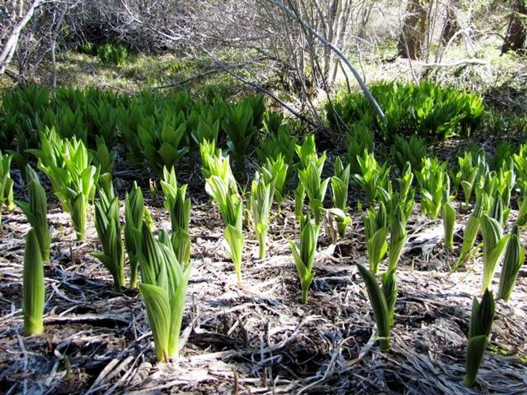 New corn lilies 