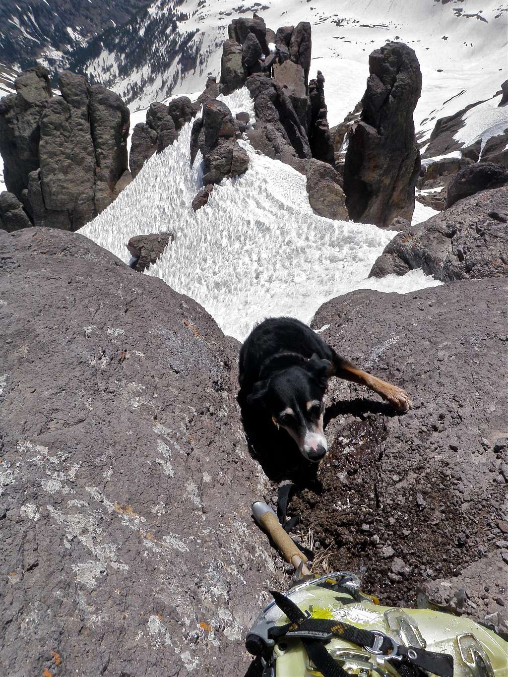 Climbing dog