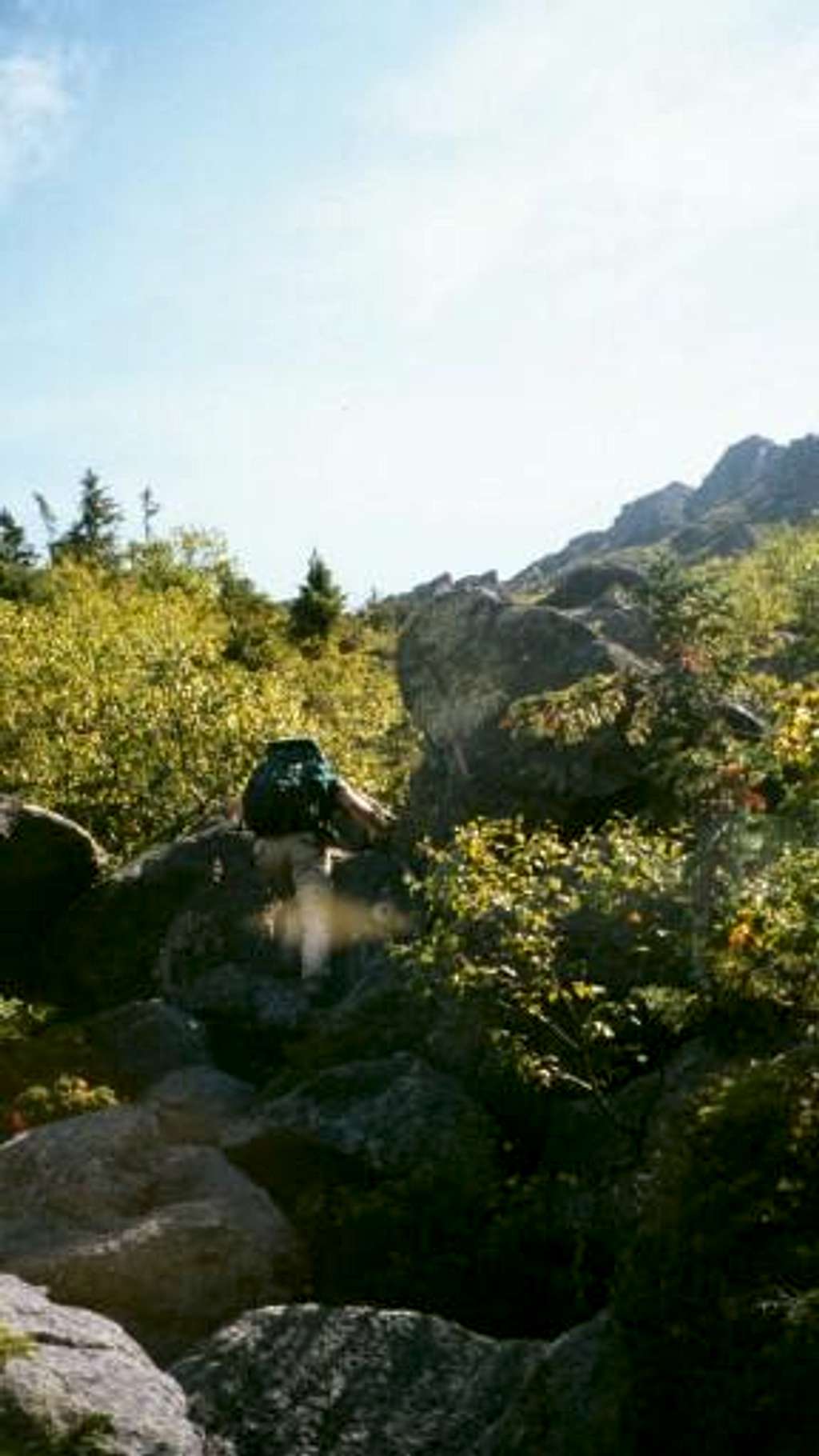 kings ravine trail below tree...