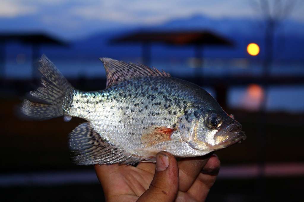 Black Crappie