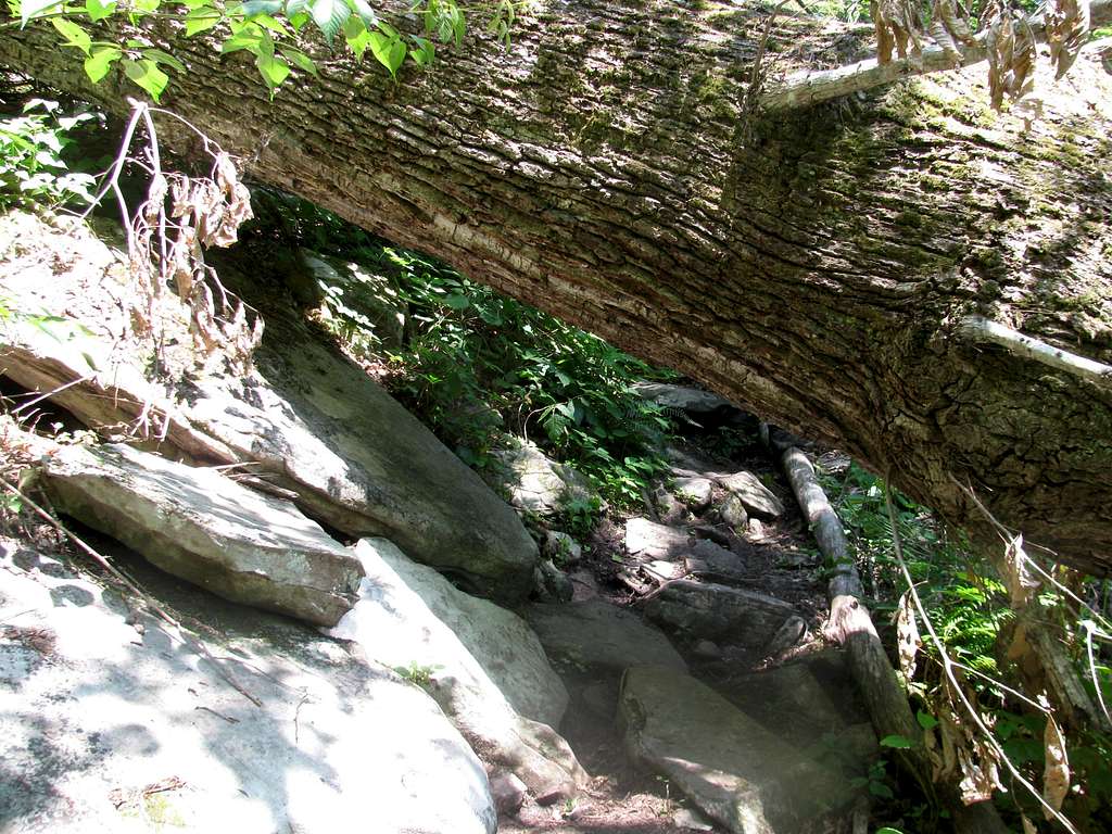 Linville Gorge Trail