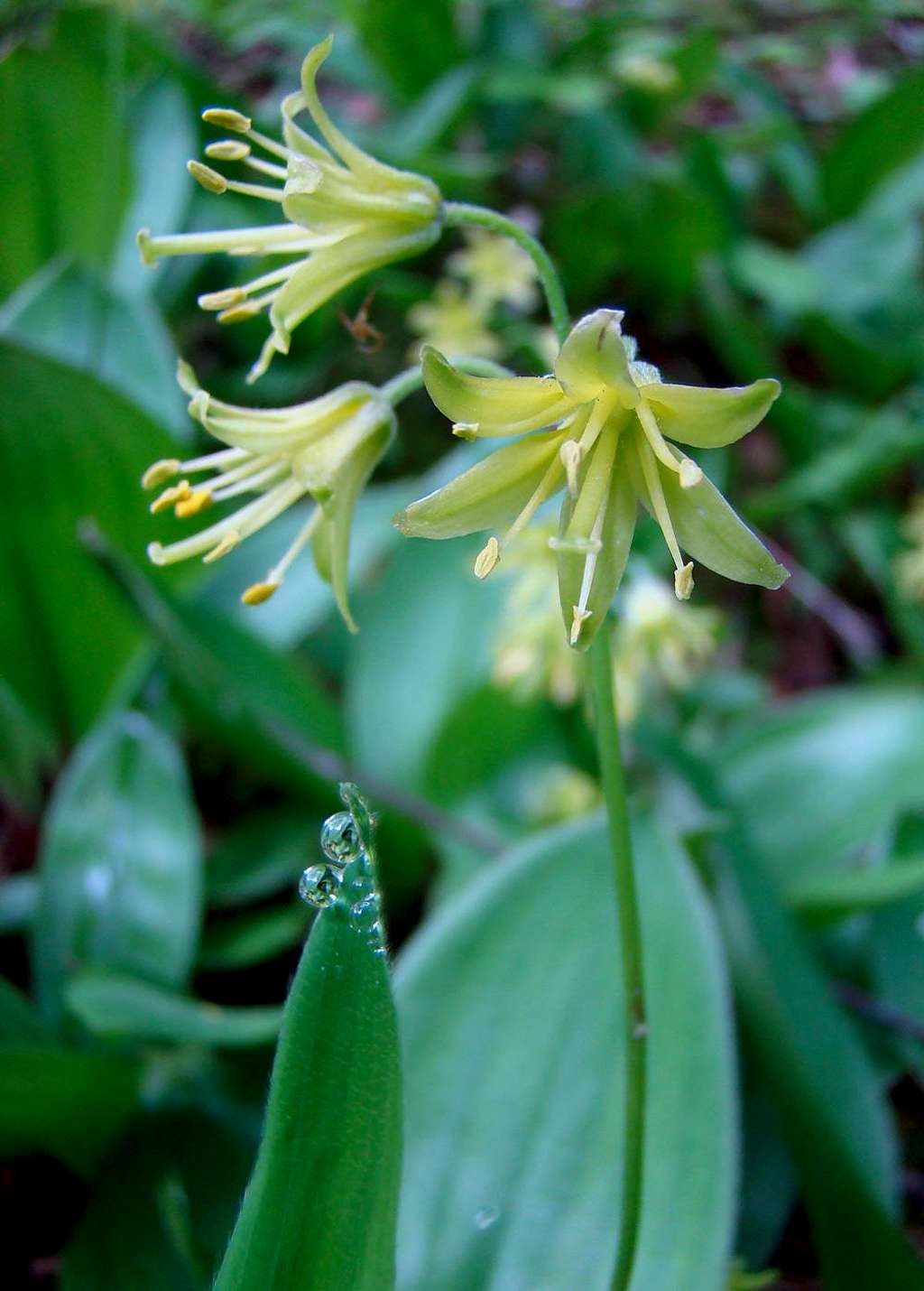 Blue-bead lily (Clintonia borealis)