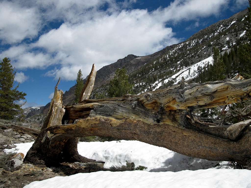 Fallen tree in McGee Canyon