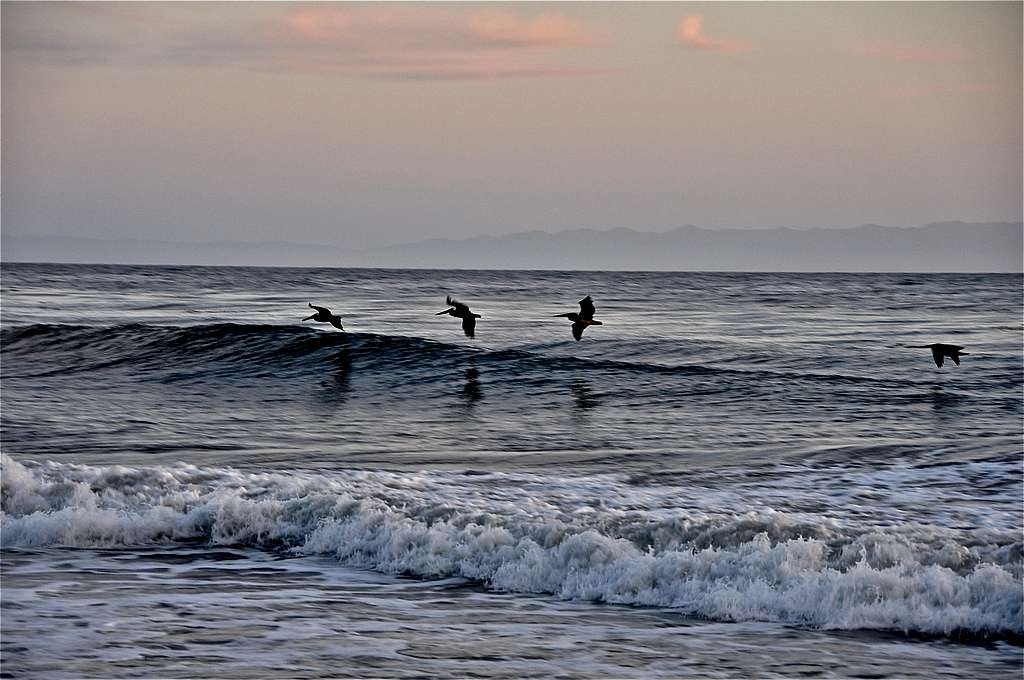 Pelicans skimming the surf