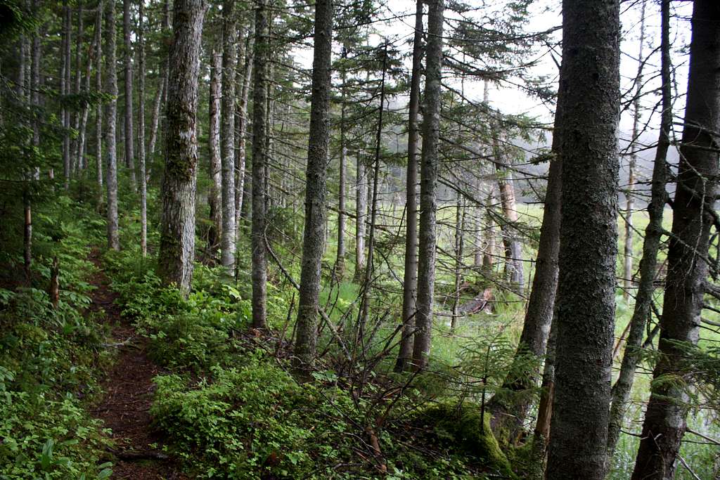 Greenwood Trail Along Papoose Pond