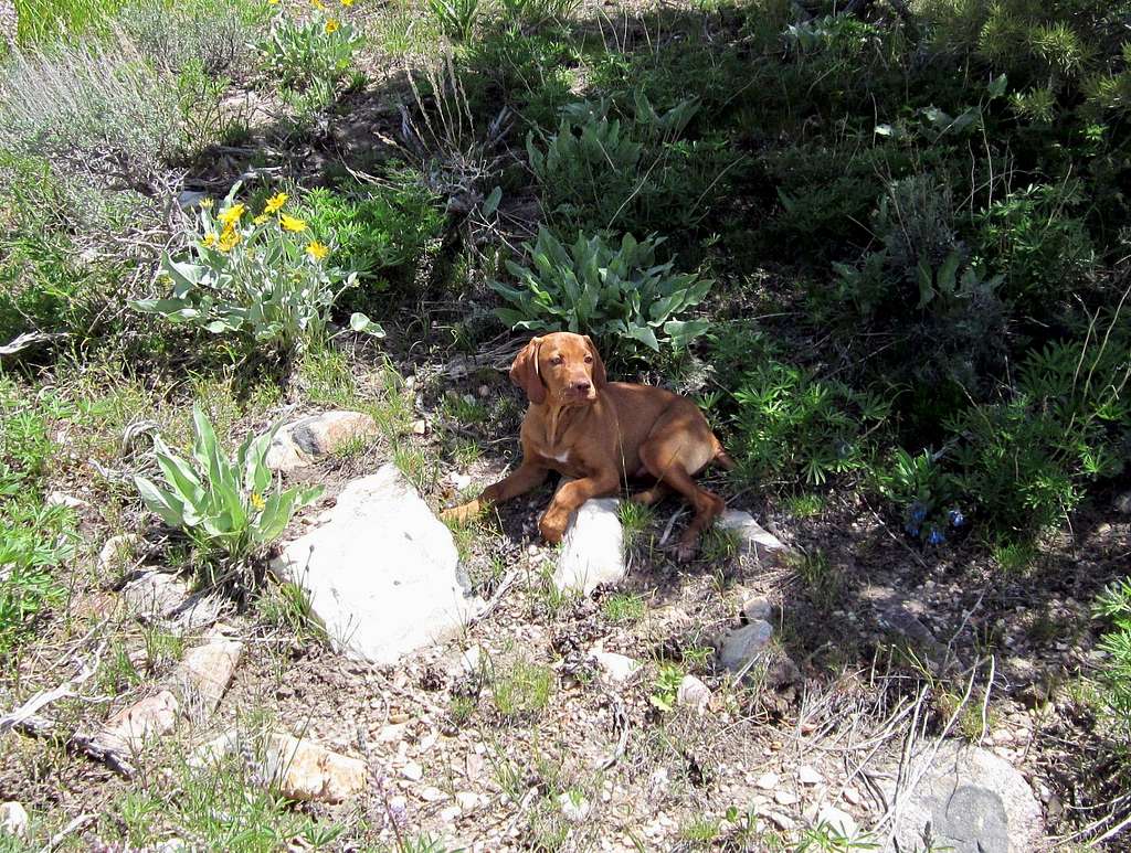 Oquirrh, the wonder dog