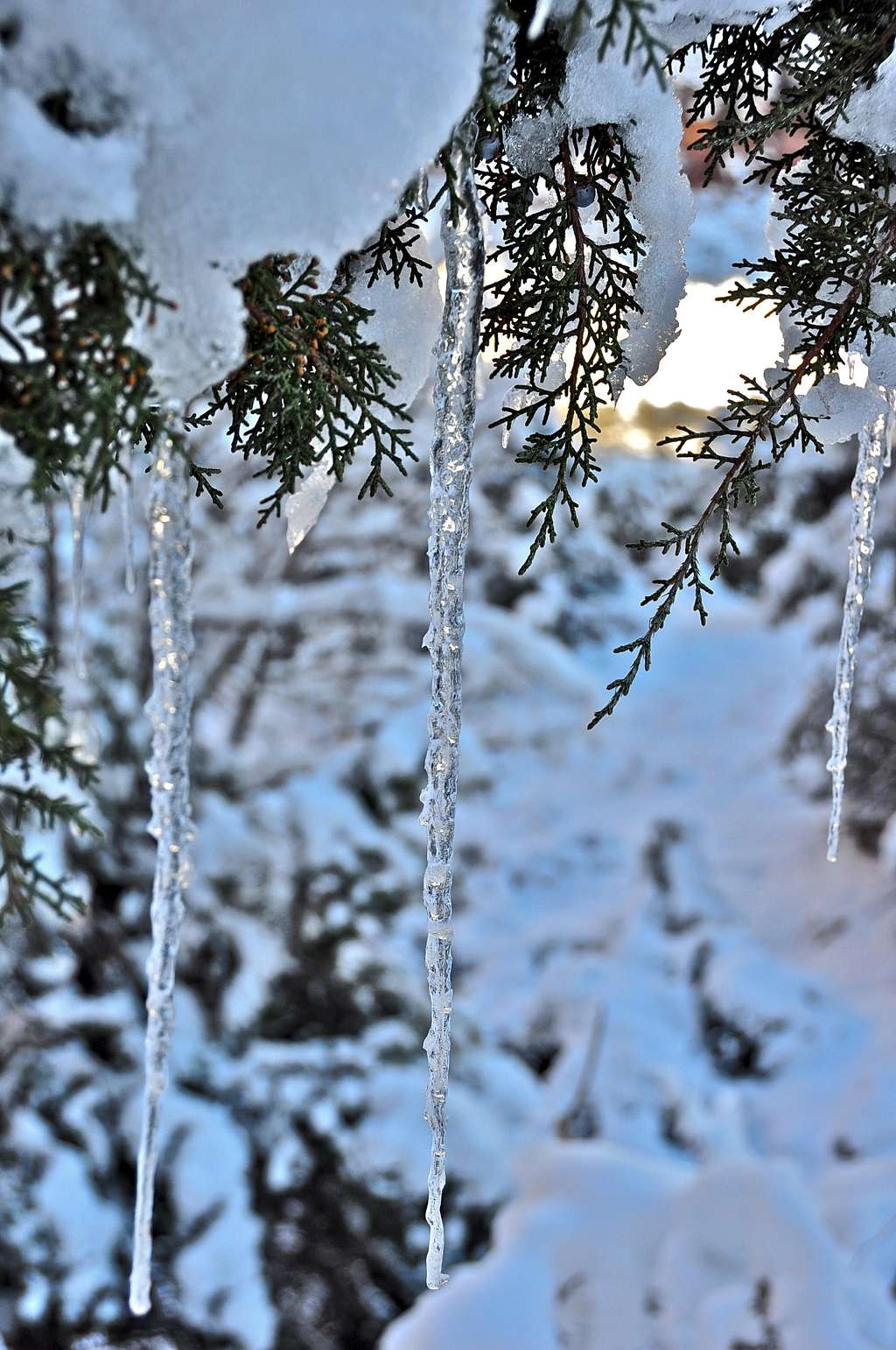 Icicles on the way to Angels Landing