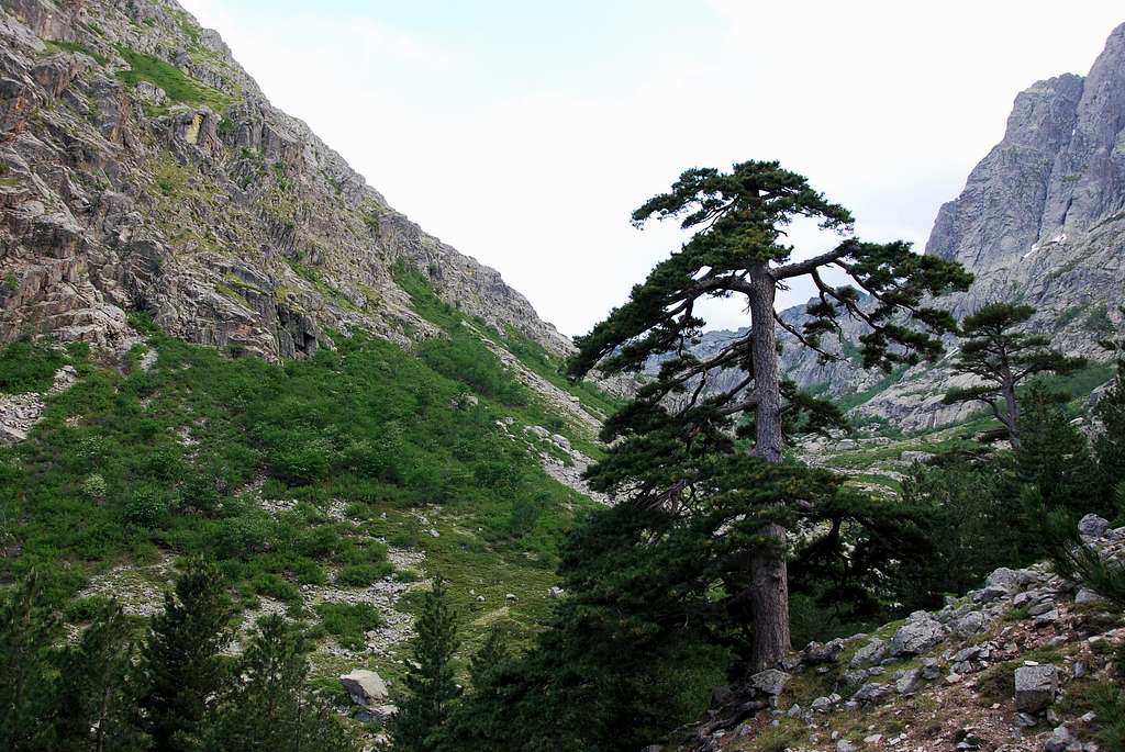 Lariccio pine
