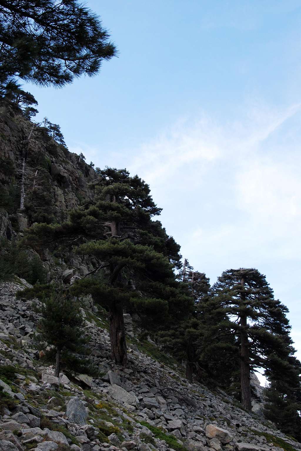 Lariccio pine trees