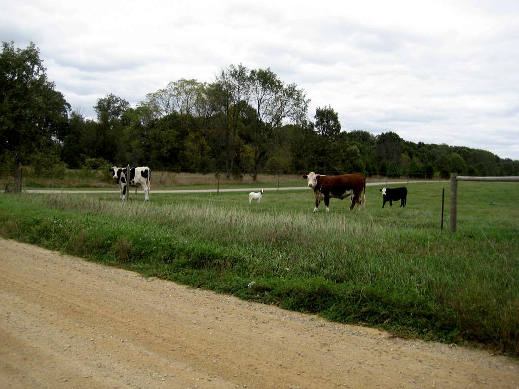 20100926 1545 cows
