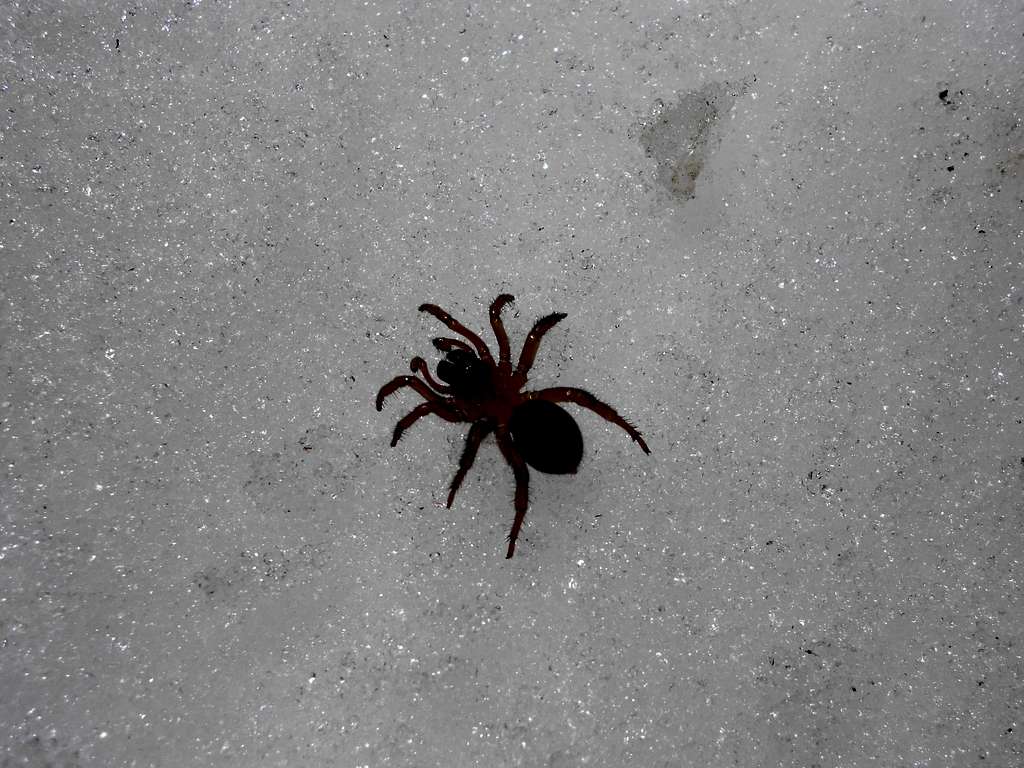 Ice spider