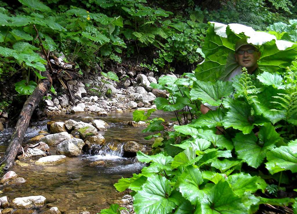 Mountain stream (Suški potok)