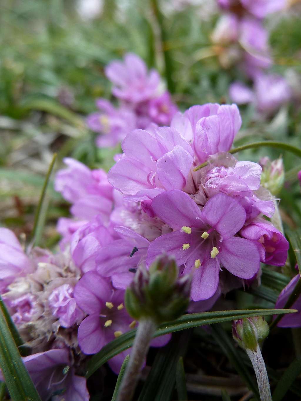 Flowers of Corsica