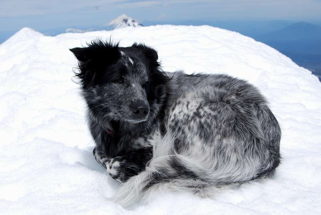 Pepper on the summit