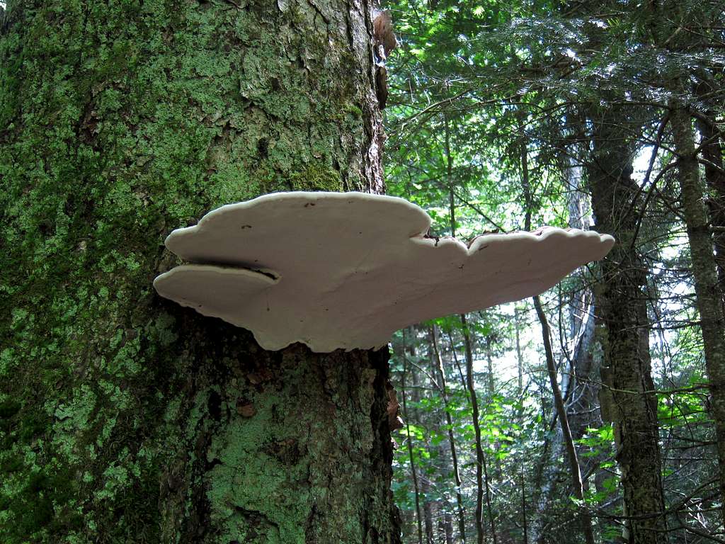 Enormous mushroom