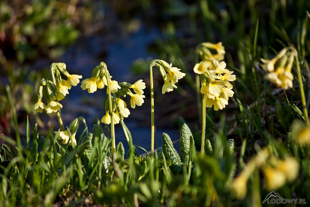 Primula auricula in Kobylia valley