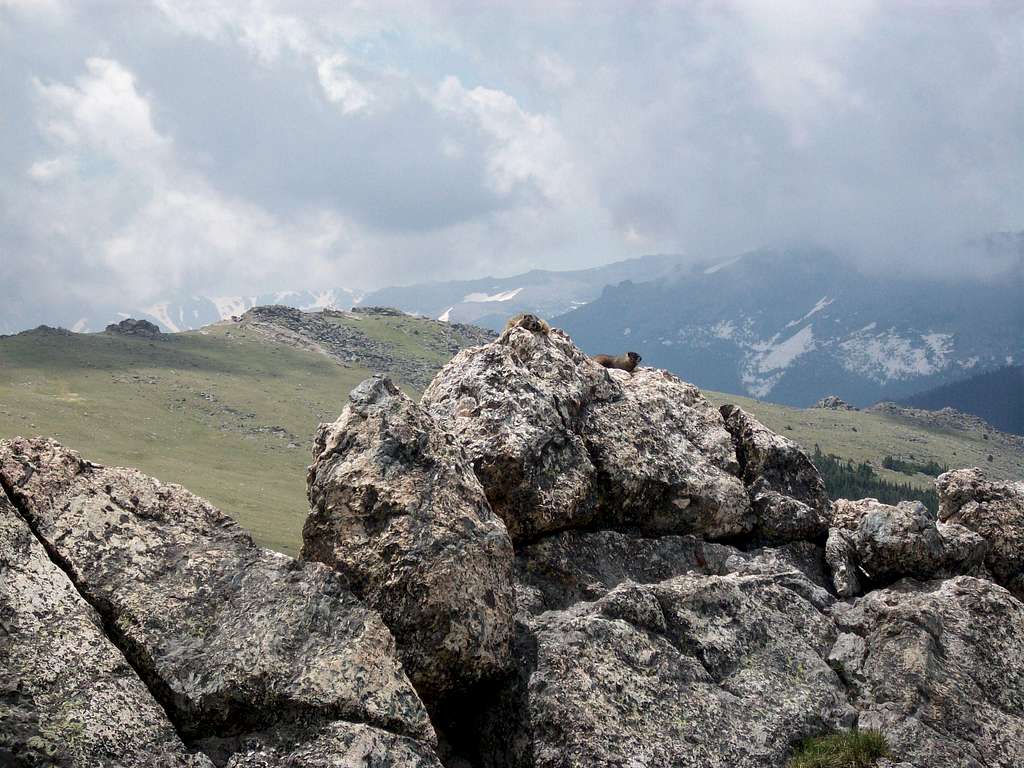 Marmots on a rock
