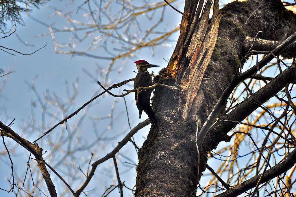 Woodpecker on the base of 
