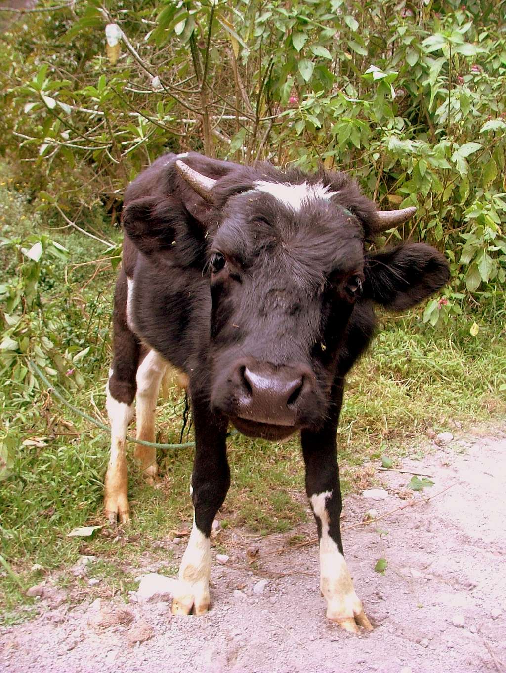 Pululahua baby bull