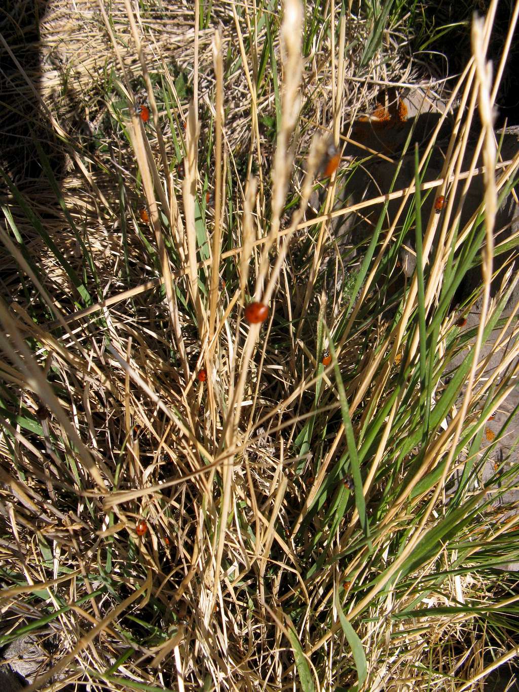 Ladybugs on Greenhorn Mountain