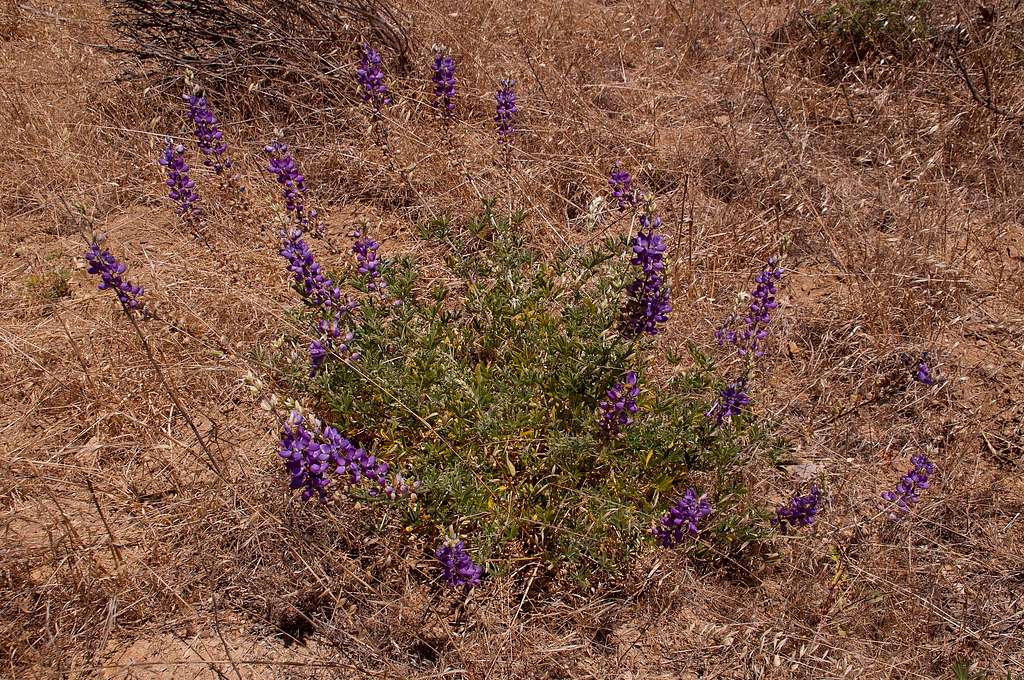 Lupines