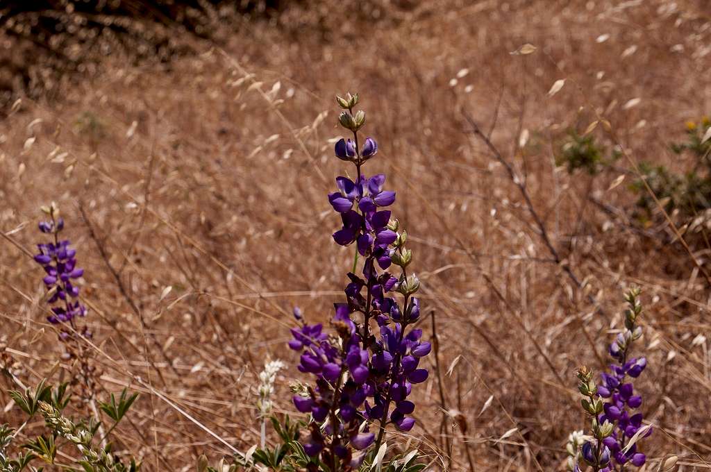 Lupines