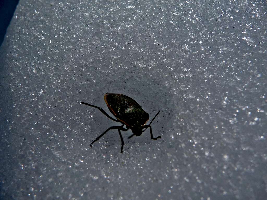 Interesting Bug on the Snow