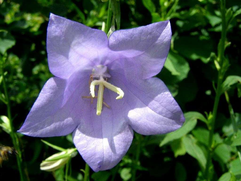 Flower of Campanula serrata