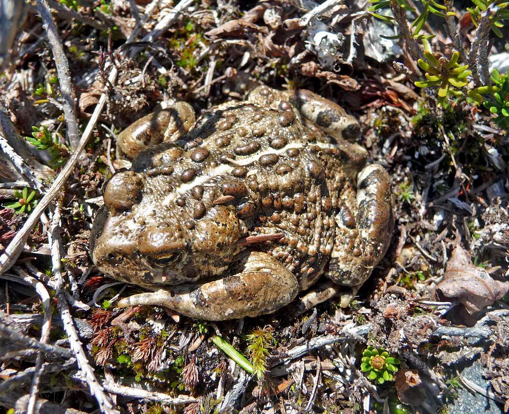 Toad Laying Down