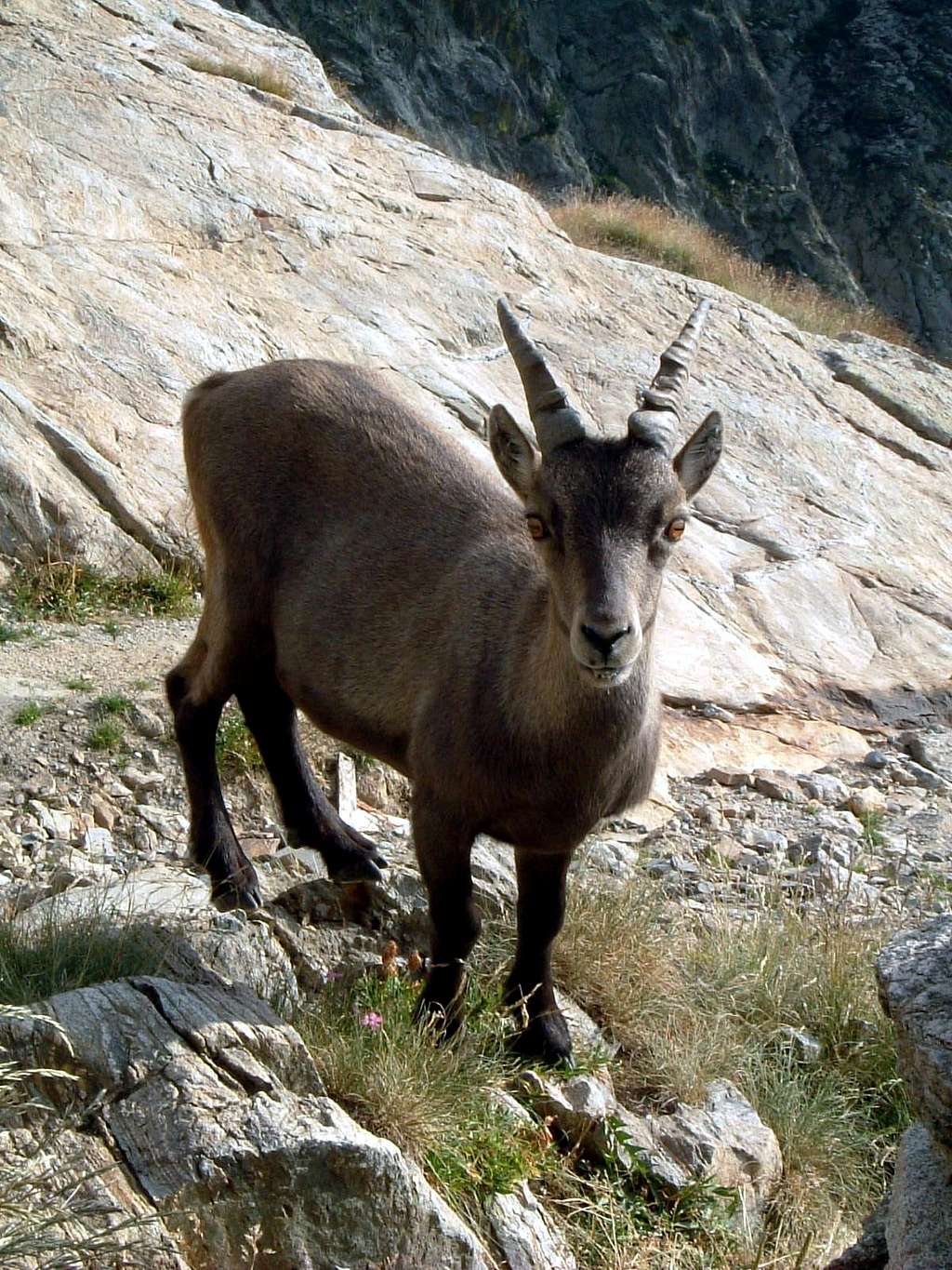 Monte Viso countries - A puppy of Ibex