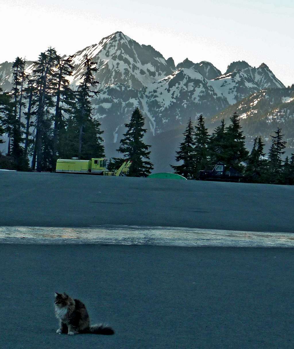 Mount Larrabee with a Cat