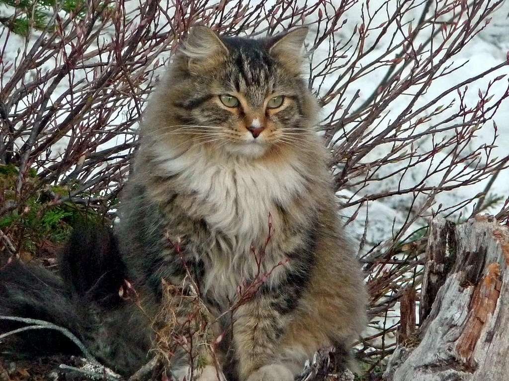 Kitty in the Mountains