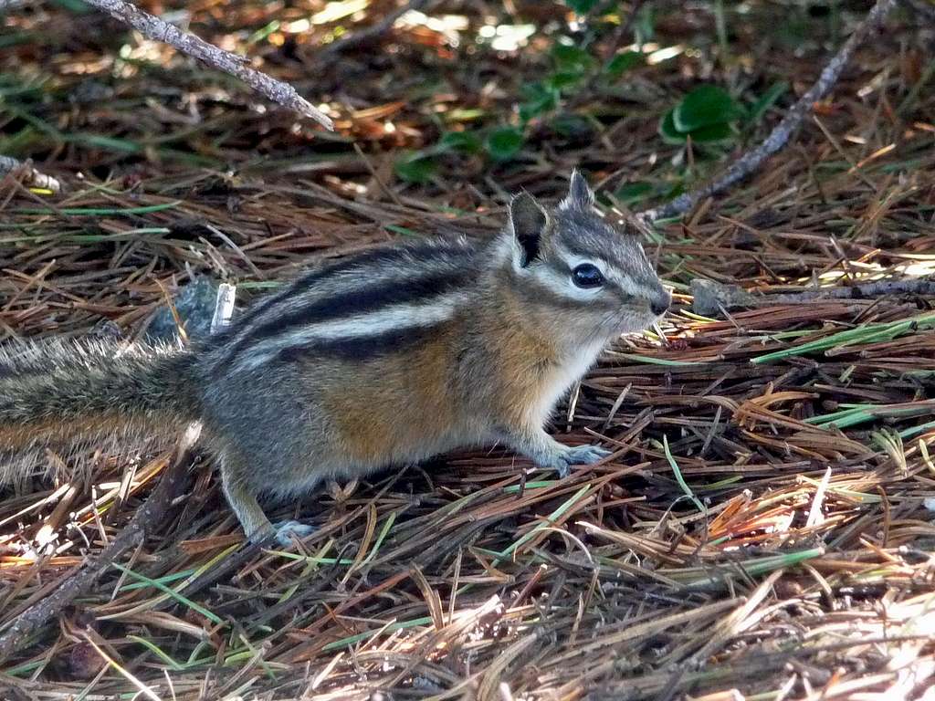 Chipmunk sneaking into our Camp