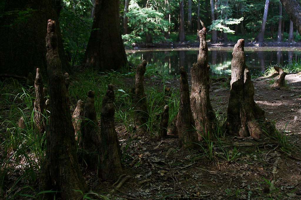 Cypress Knees in Congaree National Park