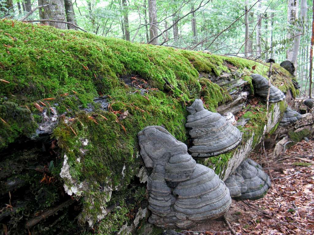 Wood-destructive fungi